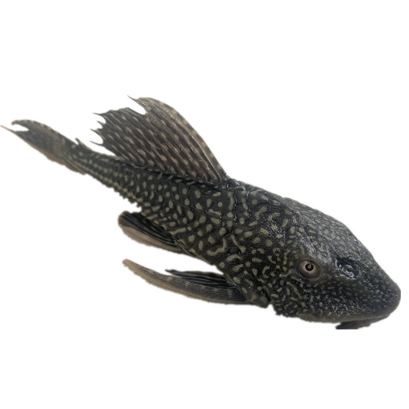 鱼场直销清道夫鱼缸清洁工配鱼大型活体垃圾热带鱼除藻淡水观赏鱼,淘宝优惠券,粉丝福利购,淘宝优惠卷