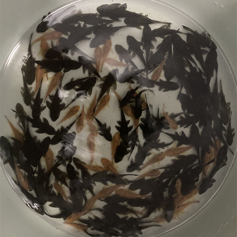 鱼场直销清道夫鱼缸清洁工配鱼大型活体垃圾热带鱼除藻淡水观赏鱼,淘宝优惠券,粉丝福利购,淘宝优惠卷