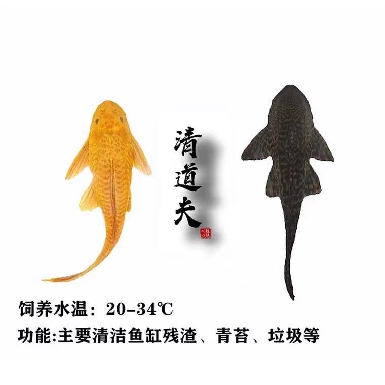 鱼场直销清道夫鱼缸清洁工配鱼大型活体垃圾热带鱼除藻淡水观赏鱼,淘宝优惠券,粉丝福利购,淘宝优惠卷