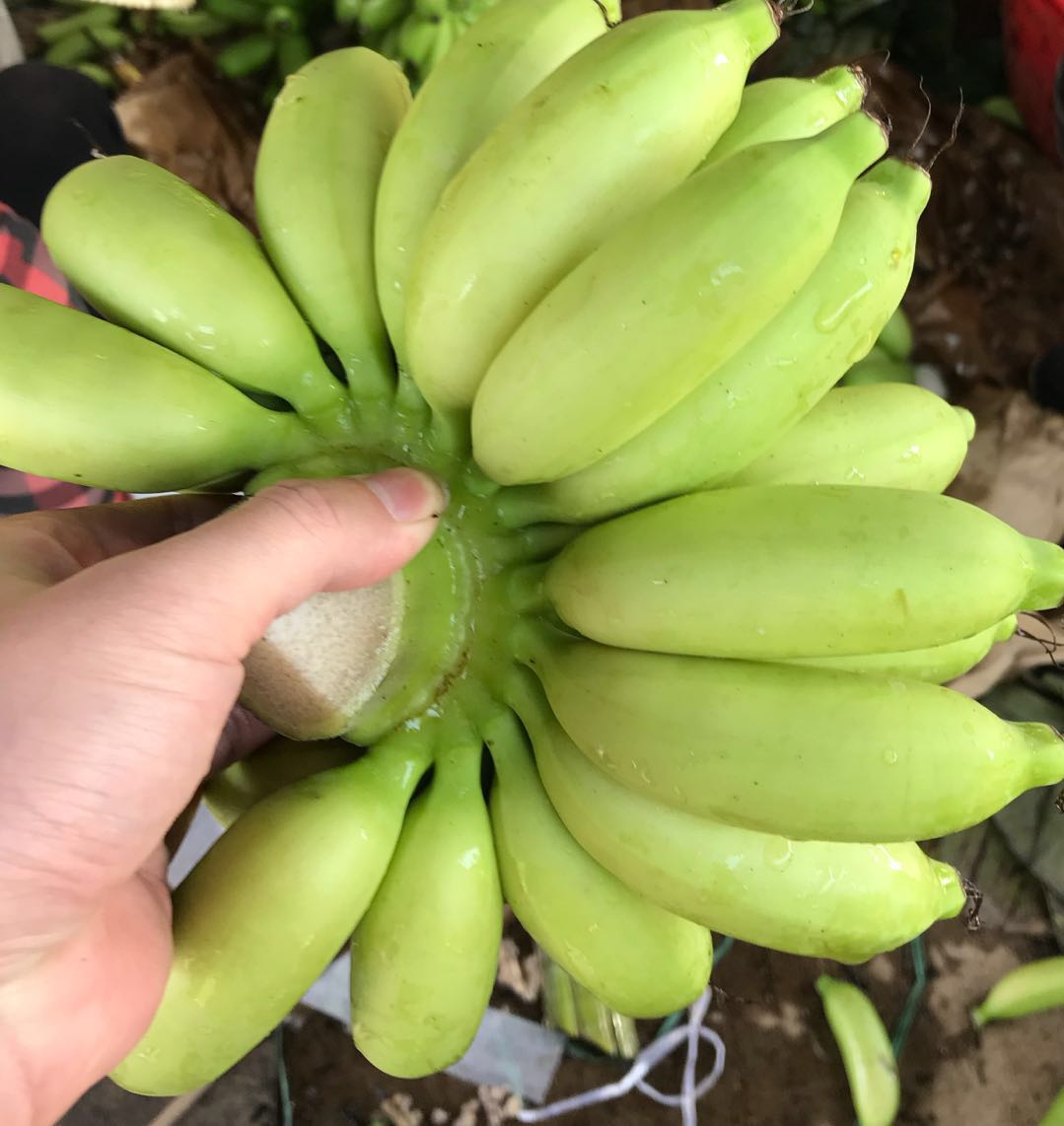 海南新鲜香蕉皇帝蕉小香蕉帝王蕉小米蕉banana香蕉芭蕉8斤包邮-图1