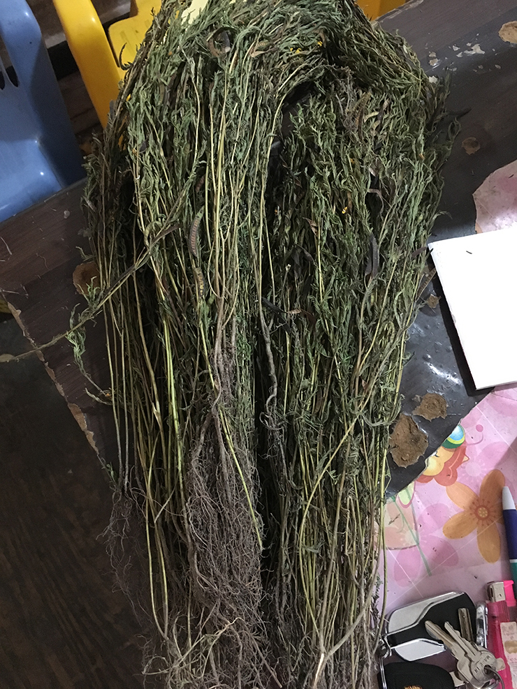 野生一品堂中国大陆中药材铁甲草 软肝草中草药500克包邮 - 图0