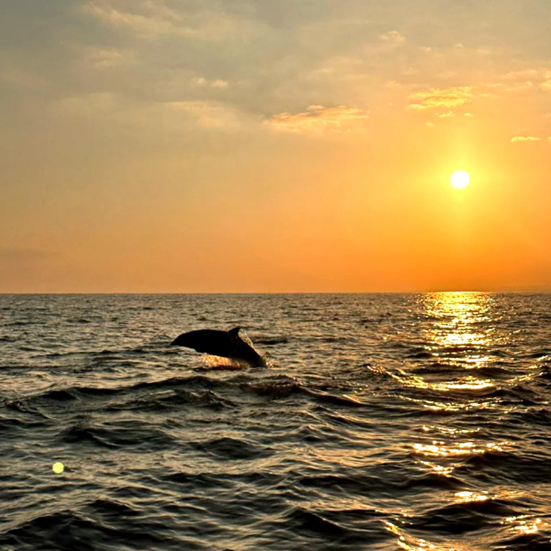 纯玩小团巴厘岛一日游多日游巴厘岛包车佩尼达岛佩妮达旅游,淘宝优惠券,粉丝福利购,淘宝优惠卷