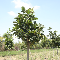 Buddha Gate Holy Tree Bodhi Tree Miao Zheng Cong Kong Bodhi Tree Miao Miao Miao Star Moon Feng Eye Bodhi Tree Miao