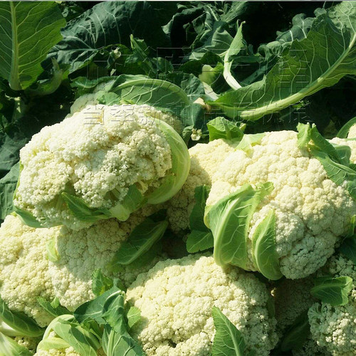 青梗松花菜种子苗春秋季50/60/70/80/85蔬菜花椰菜种籽孑散花夏季 - 图2