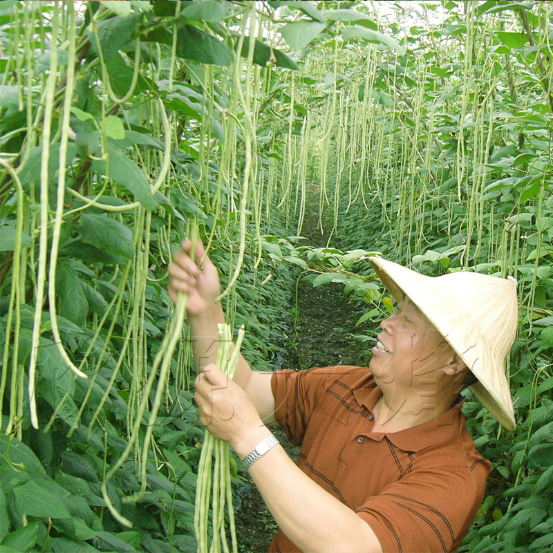 特长白豇豆种籽早熟豇豆种子长豆角种籽春秋季夏季四季播蔬菜种孑 - 图1