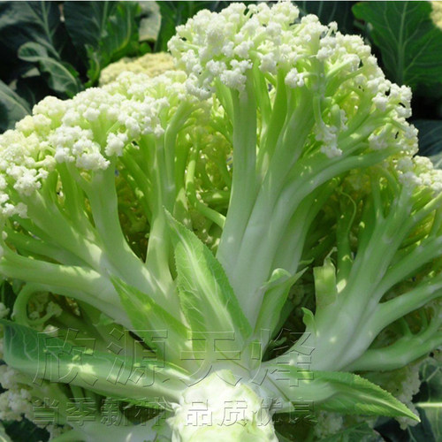 青梗松花菜种子苗春秋季50/60/70/80/85蔬菜花椰菜种籽孑散花夏季 - 图1