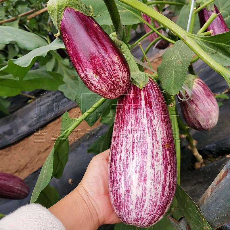 彩茄花茄种子孑春季秋季四季阳台盆栽蔬菜特色面包紫红纹茄子种籽,淘宝优惠券,粉丝福利购,淘宝优惠卷