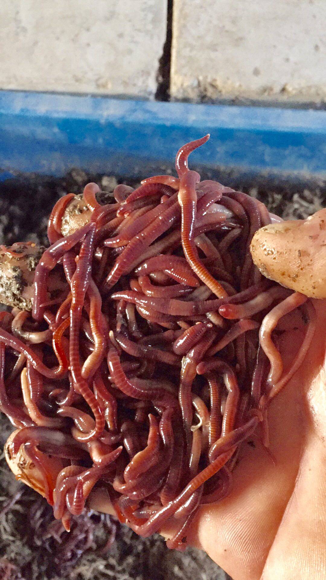 蚯蚓活饵鲜活散装 活体青蚯蚓臭蚯蚓钓鱼昂公黄鳝黑蚯蚓 红蚯蚓盒装