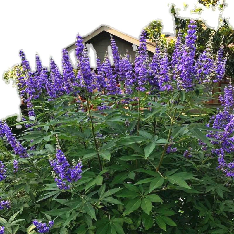 四季穗花牡荆盆栽薰衣草多年生灌木植物阳台庭院花镜植物耐热耐寒 - 图3