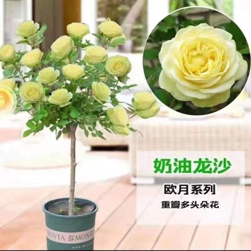 树桩月季特大花多色玫瑰花树苗棒棒糖树桩庭院植物四季开花卉老桩 - 图3