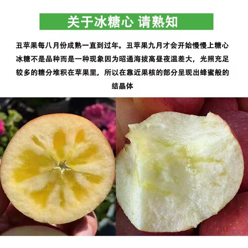 云南昭通冰糖心丑苹果当季新鲜水果甜脆多汁同城包邮现摘现发带皮 - 图1