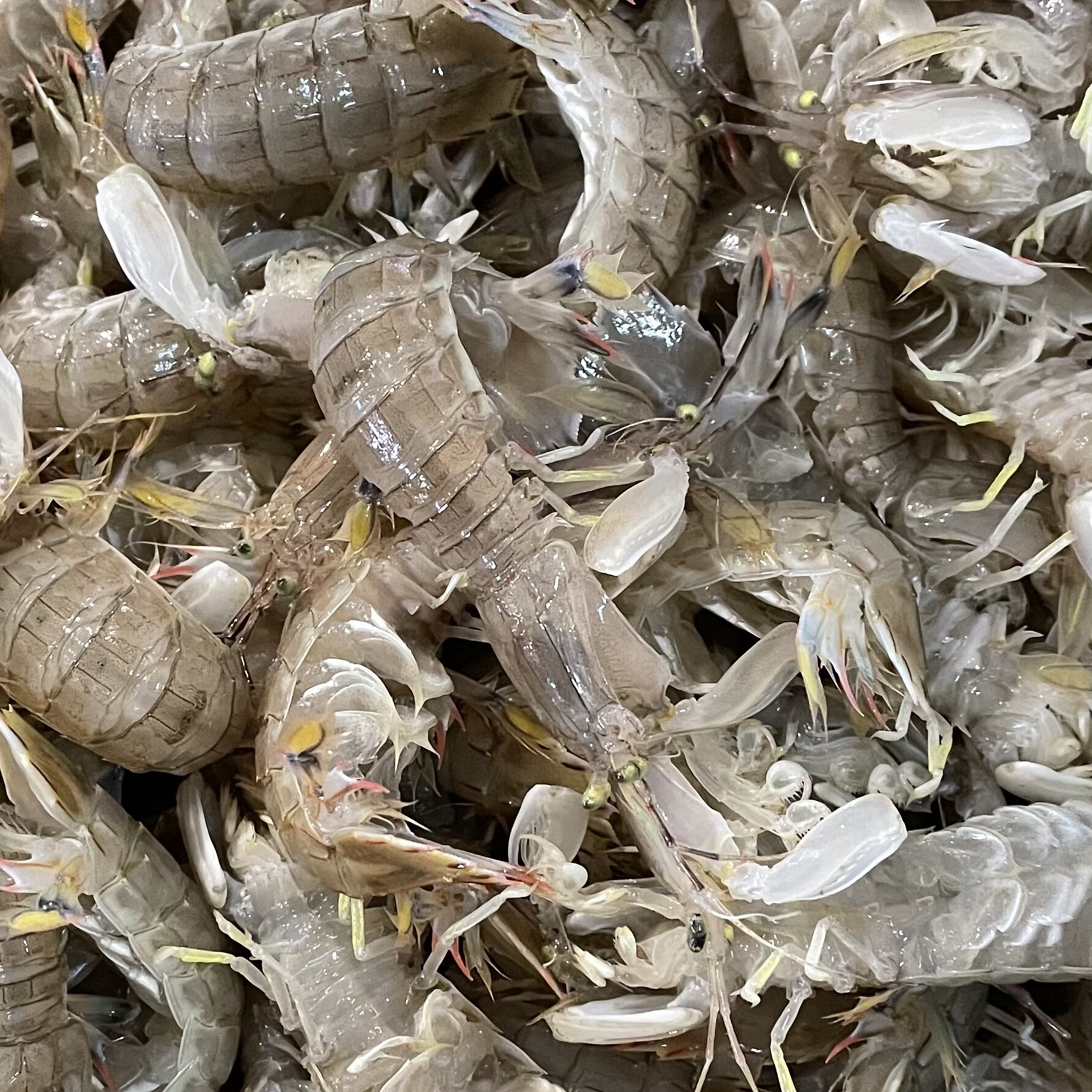舟山野生鲜活皮皮虾海鲜活虾爬子新鲜水产虾濑尿虾姑免邮 沐沐鲜