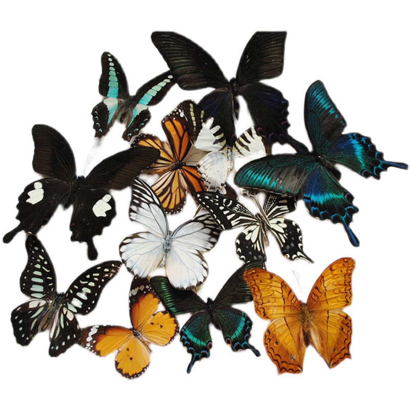 真蝴蝶标本幼儿园教学教具已展翅品种可自选DIY制作拍摄道具 - 图3