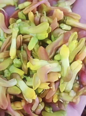 重庆红色新鲜野菜雀舌花当季蔬菜现摘现发蔬菜野生食用1000g包邮