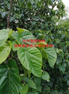 磁器口桐叶麦粑8个真空装
