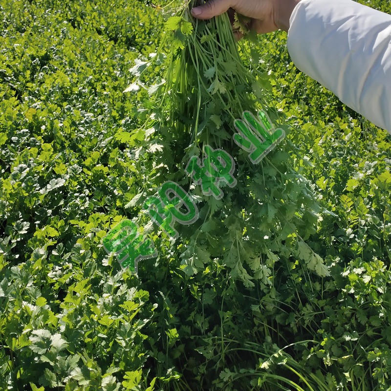 家庭菜园艺种子芫荽种子大叶香菜种子阳台盆栽蔬菜种子四季春秋季-图0