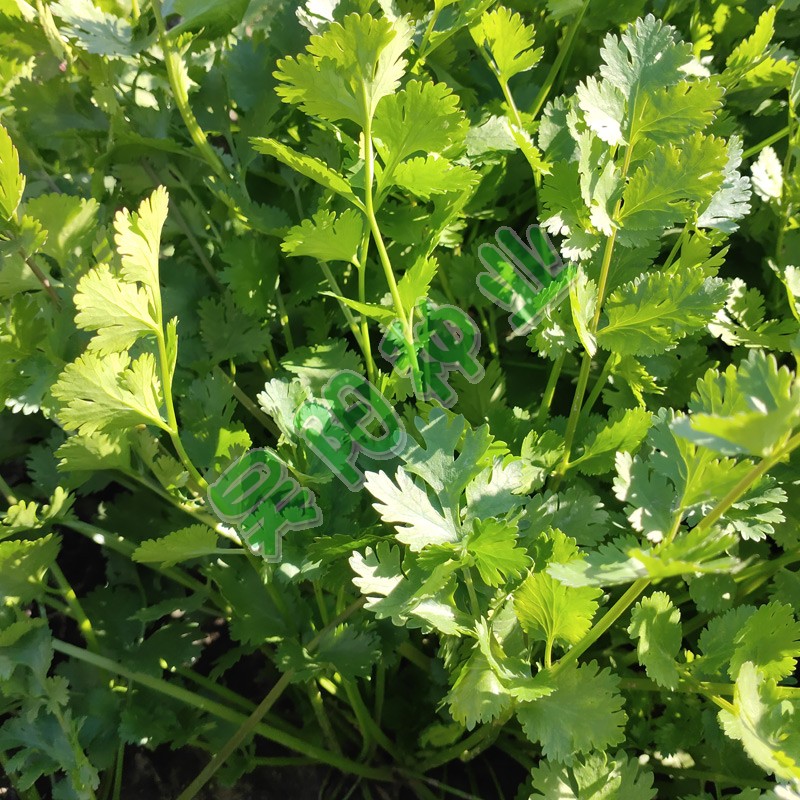 家庭菜园艺种子芫荽种子大叶香菜种子阳台盆栽蔬菜种子四季春秋季-图2