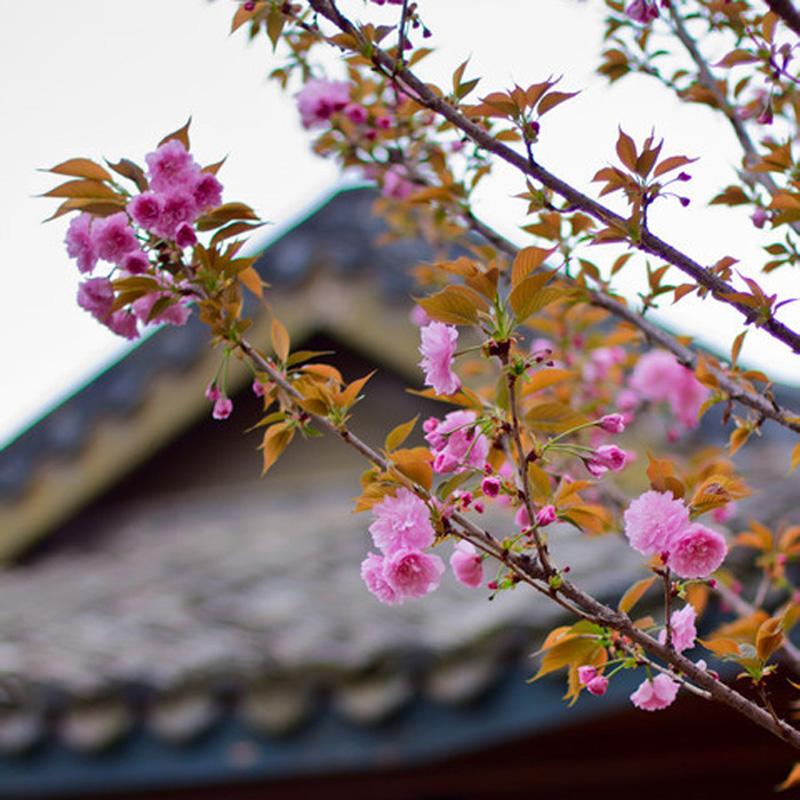 正宗日本染井吉野樱花树苗花苗盆栽庭院植物当年开花四季北方种植 - 图0