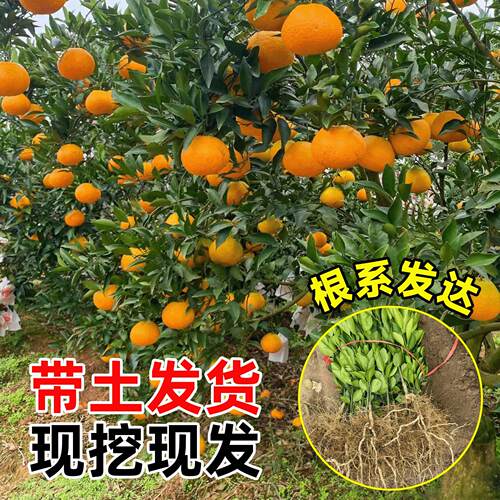 耙耙柑树苗新品种四川春见苗嫁接苗果树果苗柑橘子树苗当年结果 - 图3