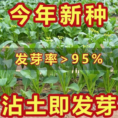 【割完又长】四季菜心种子盆栽四九甜菜心种子耐热青菜籽蔬菜种子