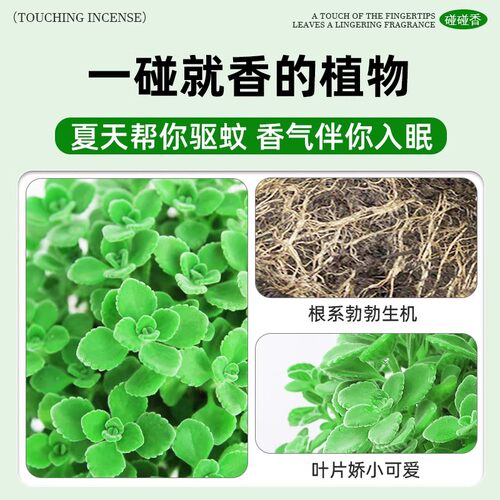 碰碰香盆栽室内提神绿植多肉植物大盆花卉盆栽净化空气一抹香 - 图1