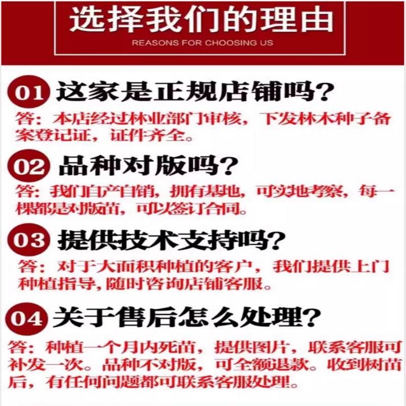 金桔带果发货盆栽树苗四季果树食用小金桔子苗脆皮金橘室内植物低 - 图2