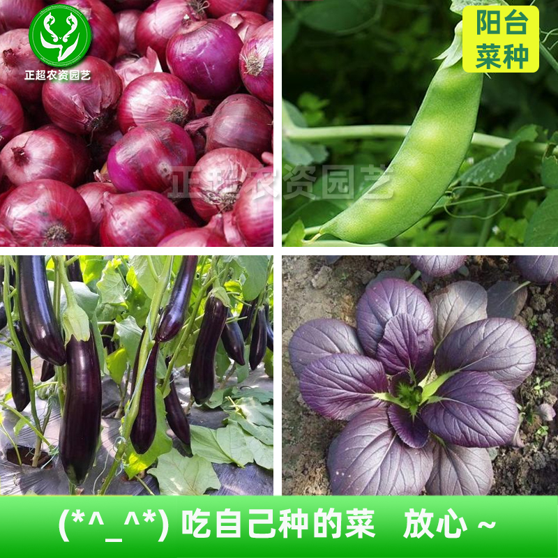 蔬菜种子四季菜籽香菜菠菜白菜生菜油麦阳台 春夏盆栽 小葱优质种 - 图1