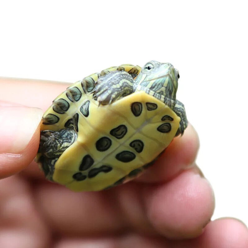 巴西小乌龟活体宠物龟活物巴西龟水龟观赏乌龟厂家直销外塘红耳龟