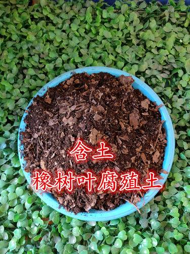 包邮吉林腐熟橡像柞树叶不含土已发酵充分君子兰 - 图3