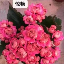 重瓣长寿花小苗 穴盘苗  重瓣大花室内阳台花卉绿植 四季 开花 - 图0