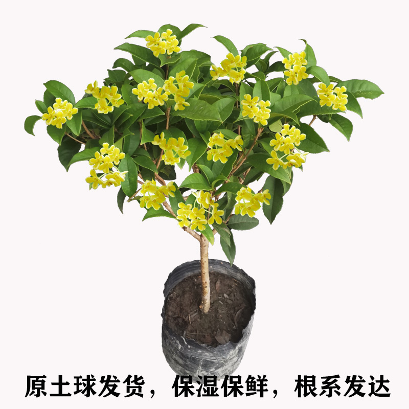 原生四季桂花盆栽树苗开花浓香型家庭阳台庭院植物四季不落叶易养 - 图0