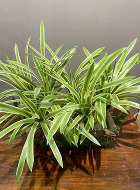 仿真室内客厅摆件春兰绿植假花