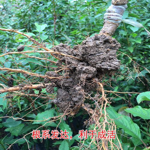 四川汶川晚熟青脆李苗蜂糖李子树苗李子苗树苗李子果树苗当年结果 - 图1