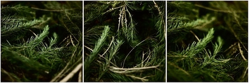 ｛海伦珍选｝澳洲茶树饱和纯露 抗痘净肤控油 天然 痘痘 - 图2