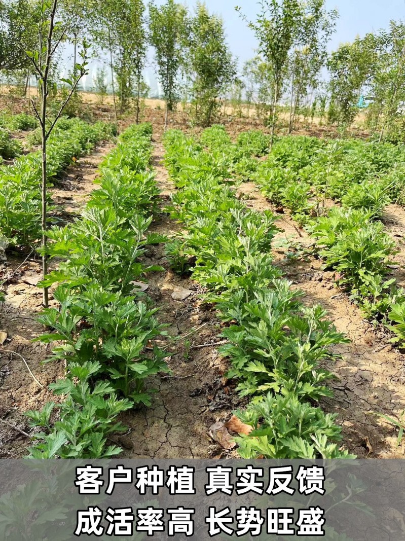 新鲜正宗大叶蕲艾苗种植药用食用野生艾蒿艾叶根苗盆栽包成活包邮 - 图2