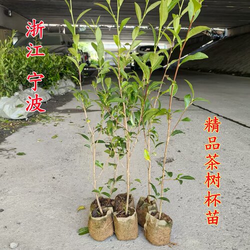 浙江茶叶产区直销西湖龙井茶叶树 盆栽龙井43茶树群体种鸠坑茶苗 - 图1