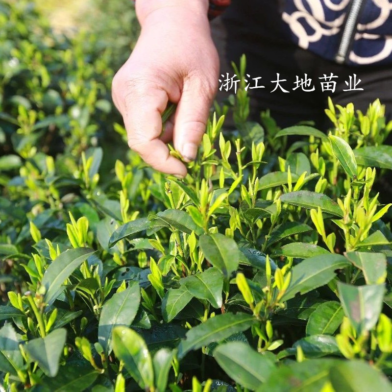 浙江茶叶产区直销西湖龙井茶叶树 盆栽龙井43茶树群体种鸠坑茶苗 - 图1