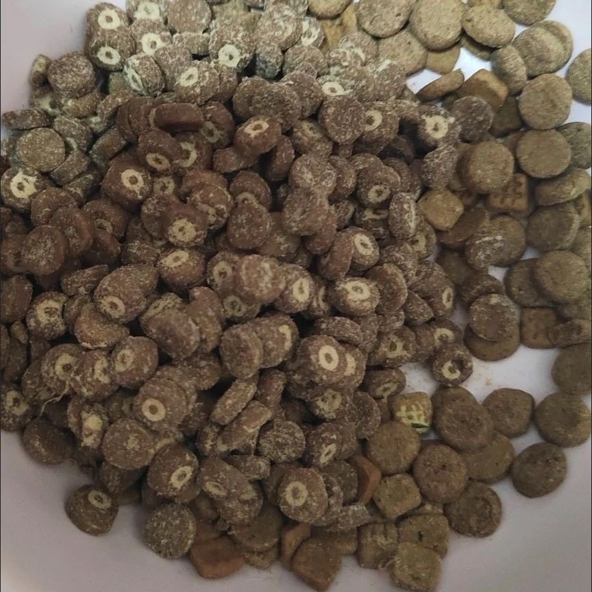 酥醒全阶段全价鲜肉烘焙猫粮高鲜肉增肥发腮养胃美毛五谷烘焙猫粮,淘宝优惠券,粉丝福利购,淘宝优惠卷