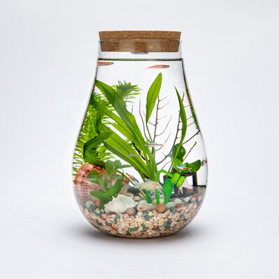 微景观生态瓶观赏鱼虾好养活真水草迷你桌面小鱼缸diy作业礼物 虎窝淘