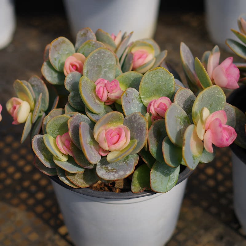 云南精品多肉植物白姬之舞贝壳锦稀有室内组合盆栽花卉含盆带土