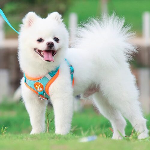 泰迪狗狗牵引绳背心式柔软透气防挣脱宠物小型犬胸背带遛狗绳脖圈 - 图0