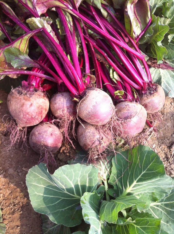 新鲜甜菜根红菜头甜菜头紫菜头红甜菜5斤装现挖有机蔬菜农家自种高清大图