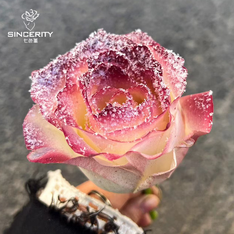 七色堇花束落雪冰纱玫瑰鲜花不融化雪景白色花艺毛绒粉仿真雪花