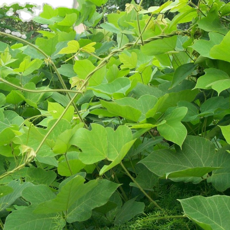 葛藤种子护坡种籽百花银背藤野葛根边坡绿化藤本植物沙土巩固爬藤 - 图3