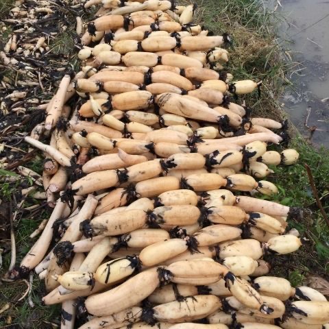 高产食用粉莲藕种子大型荷花种苗稻田池塘泥田深浅水四季菜莲藕种 - 图1