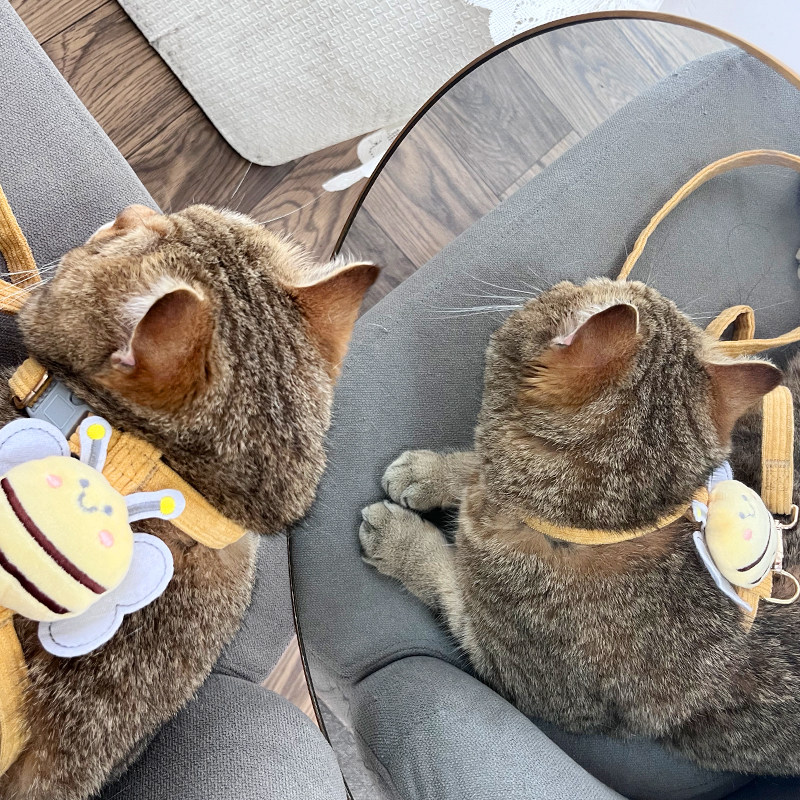 防挣脱猫咪牵引绳蜜蜂工字专用可调节狗狗牵引绳高档新款牵引绳,淘宝优惠券,粉丝福利购,淘宝优惠卷