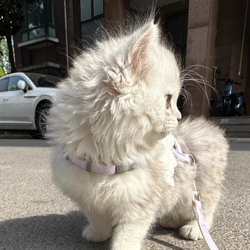 幼猫牵引绳超小号小奶猫遛猫绳防挣脱1-3斤工字型背带猫咪牵引绳 - 图3
