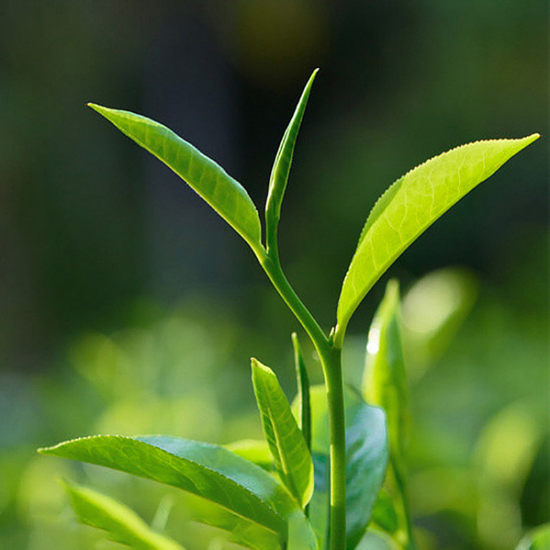 2024年新茶明前春茶碧螺春玉螺一级云南绿茶浓香型散茶500g