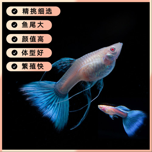 孔雀鱼热带观赏鱼苗小型淡水精品凤尾鱼好养耐活小鱼群游活体活鱼 - 图1