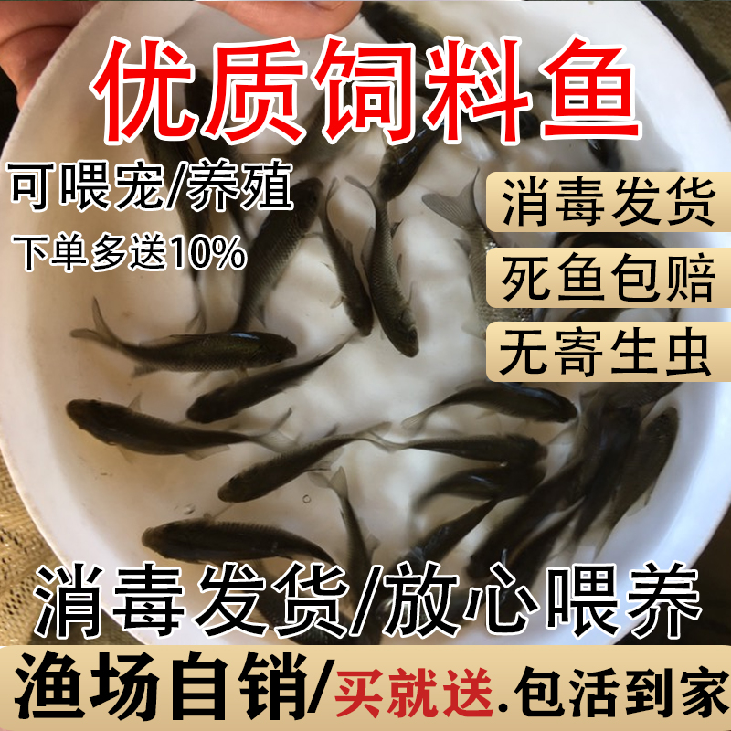 喂乌龟饲料鱼小鱼活体养殖活鱼麦穗活食饲料淡水鱼苗草鱼苗鲫鱼苗-图1